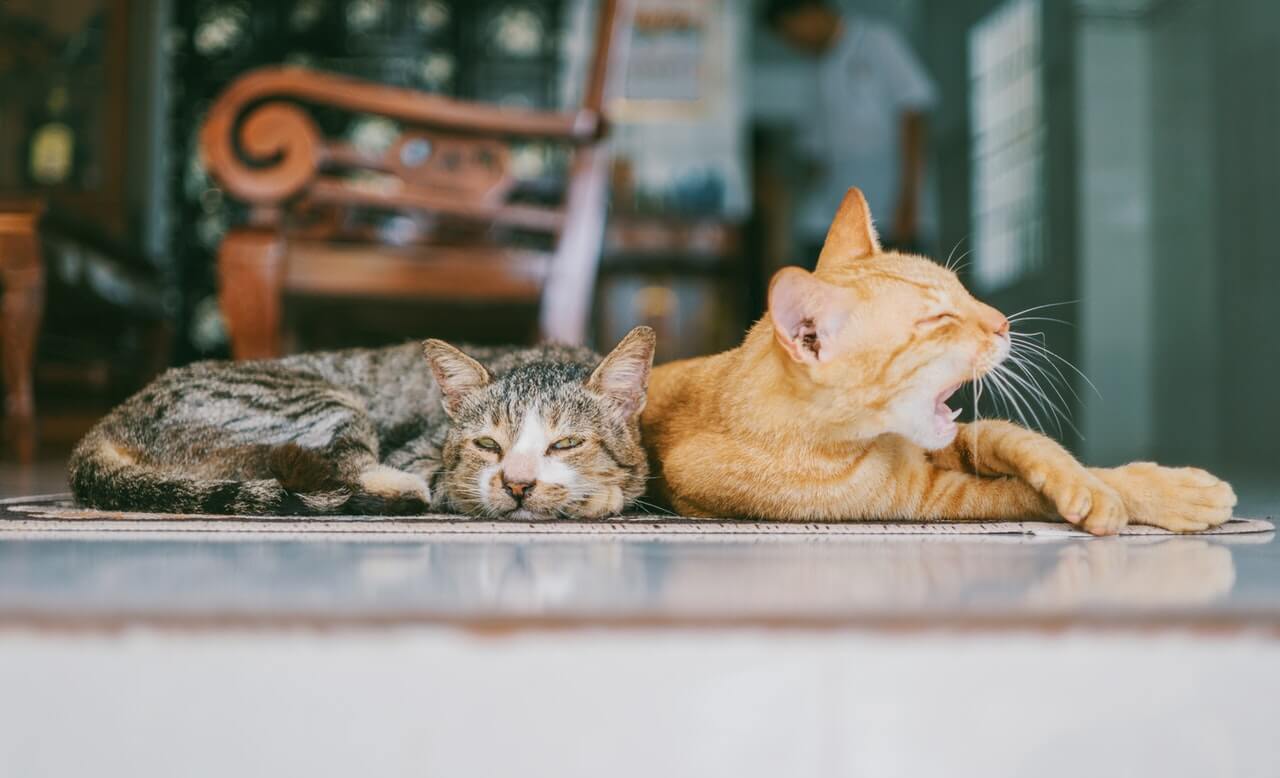 cats sleeping in house